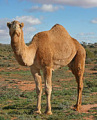 Лейбл Camel